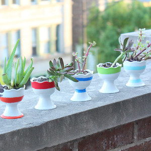 Summery Succulent Centerpiece Summery Succulent Centerpiece