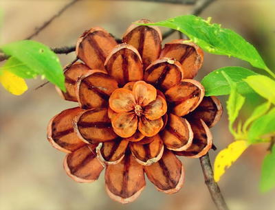 Pine Cone Flowers Pine Cone Flowers