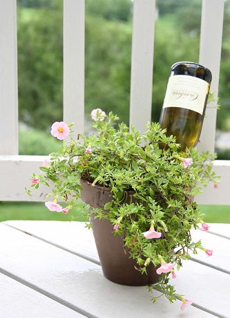 How to Water Plants When on Vacation How to Water Plants When on Vacation