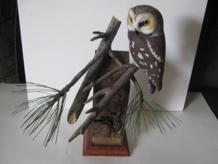 Northern Saw Whet Owl Northern Saw Whet Owl