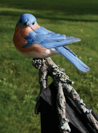 Bluebird Bluebird