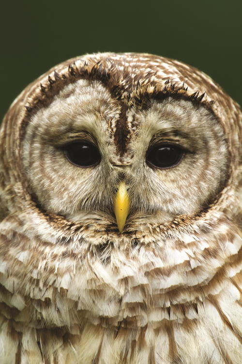 Photography by Dave and Steve Maslowski