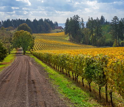 Oregon Vineyard Oregon Vineyard