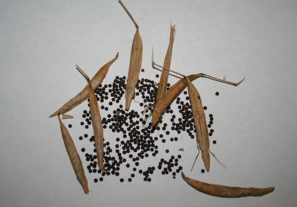This is cleome seeds and seed pods. There is no need to keep the seed pods, simply remove the seeds, compost the seed pods and let the seeds dry. How and Why to Save Seeds