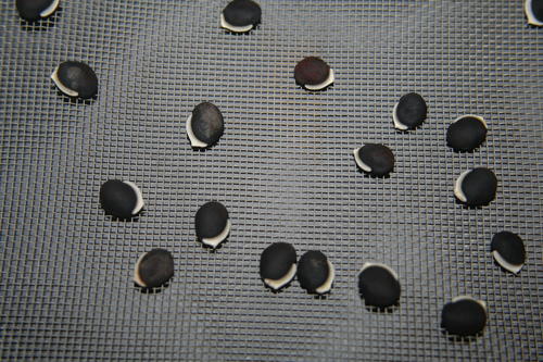 How and Why to Save Seeds How and Why to Save Seeds