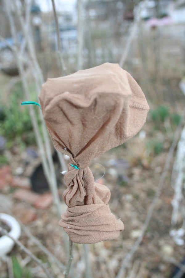 Use the footie from a pantyhose to cover seed heads if you are afraid they will split open before you have a chance to collect them. How and Why to Save Seeds