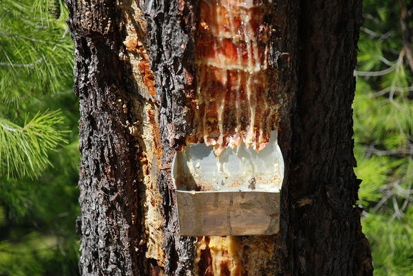 Harvesting pine sap for Retsina Harvesting pine sap for Retsina