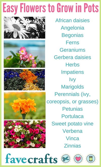 Easy Flowers to Grow in Pots Easy Flowers to Grow in Pots