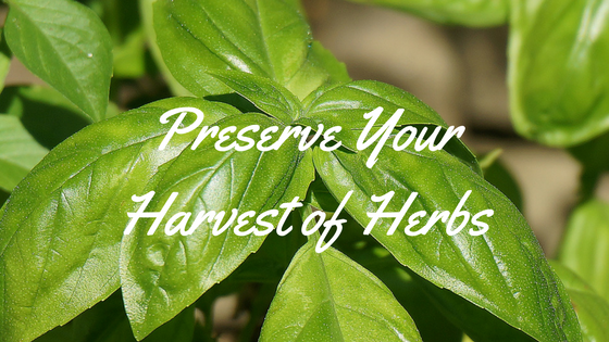 8 Herb Garden Tips for Cooks: What to Plant, When to Harvest, and More 8 Herb Garden Tips for Cooks: What to Plant, When to Harvest, and More