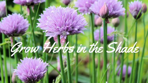 8 Herb Garden Tips for Cooks: What to Plant, When to Harvest, and More 8 Herb Garden Tips for Cooks: What to Plant, When to Harvest, and More