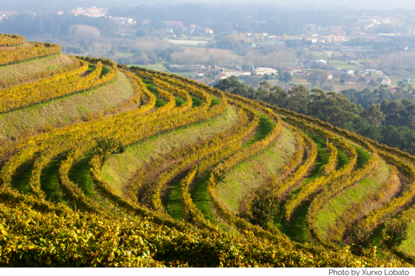 Rias Baixas grape vines Rias Baixas grape vines