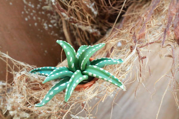 Miniature Cactus Fairy Garden Plants Miniature Cactus Fairy Garden Plants