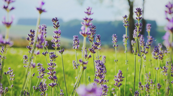 Lavender Helps Detract Moths from Yarn Lavender Field