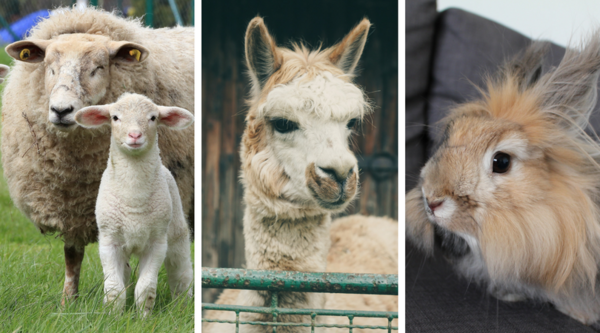 Clothing Moths Eat Yarns Containing Animal Fibers Wool, Alpaca, Angora