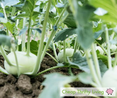 8 Tips for Gardening on a Budget 8 Tips for Gardening on a Budget