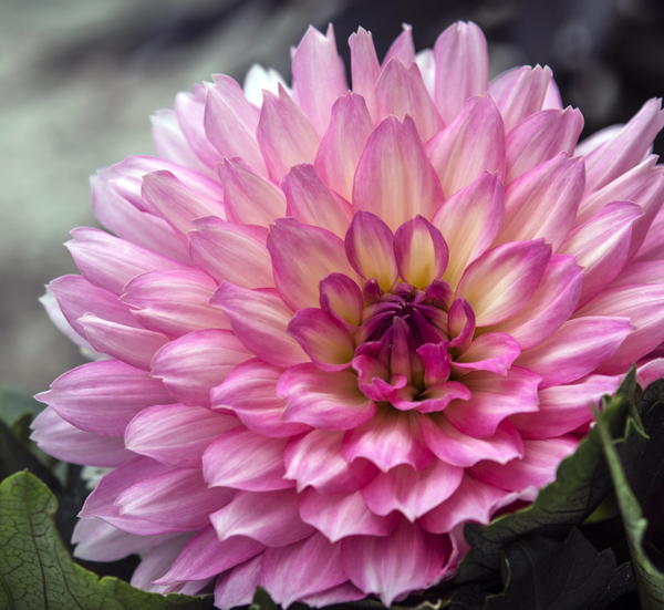Dahlias Dahlias