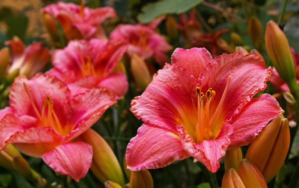 Daylilies Daylilies