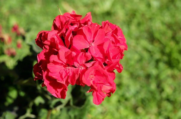 Geraniums Geraniums