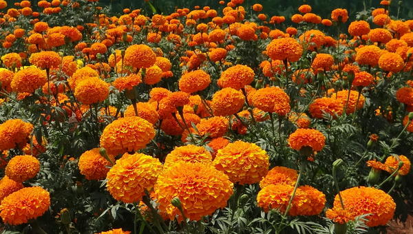 Marigolds Marigolds