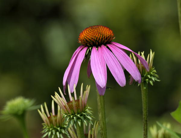 Purple Coneflowers Purple Coneflowers