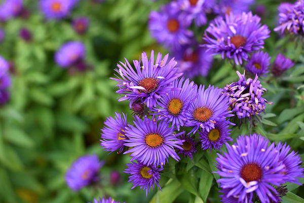 Asters Asters