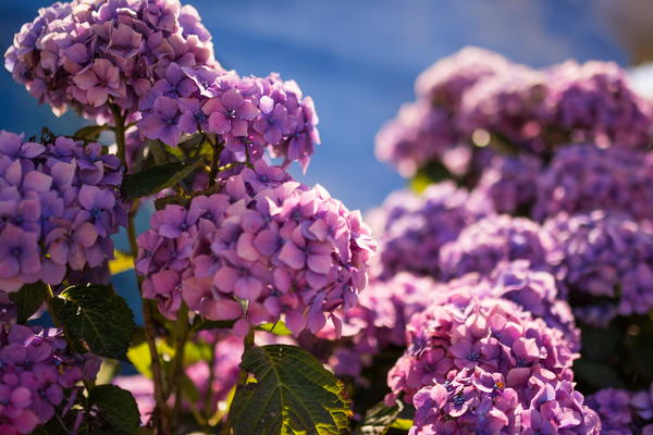 Hydrangeas Hydrangeas