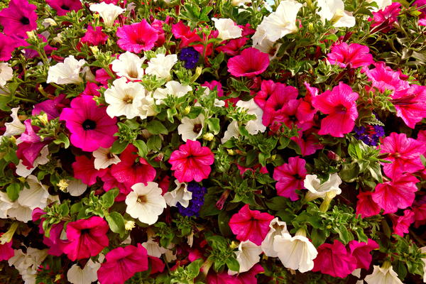Petunias Petunias