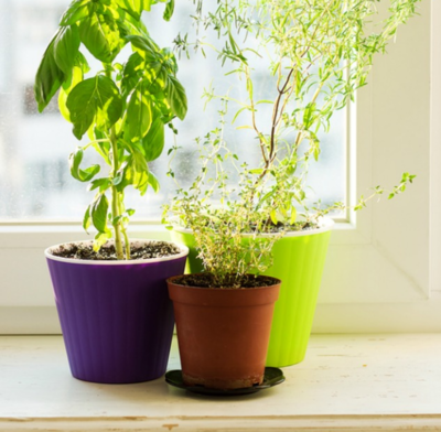 How to Bring Your Summer Herbs Indoors How to Bring Your Summer Herbs Indoors