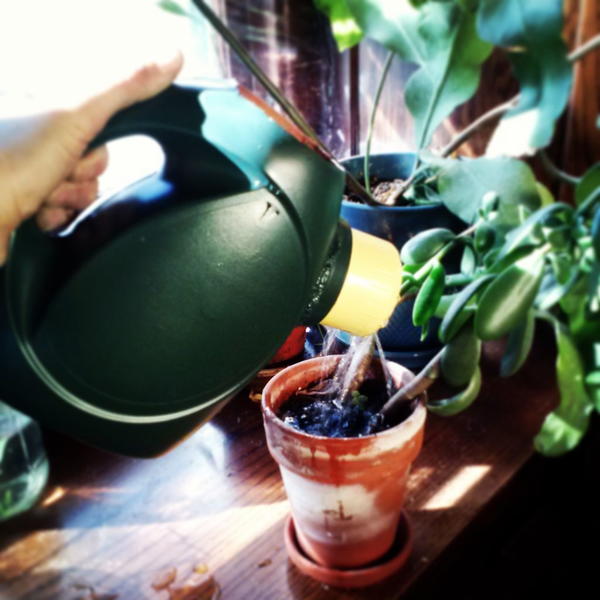 Stylish Detergent Bottle Watering Can Stylish Detergent Bottle Watering Can
