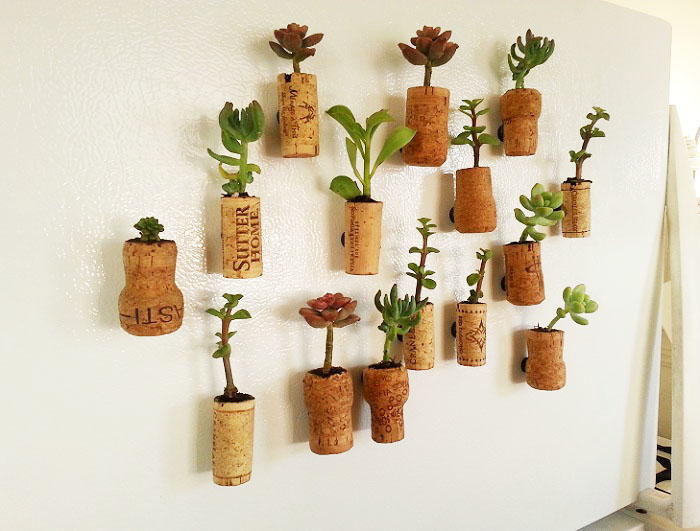 Wine Cork Succulent_ExtraLarge700_ID 1205750