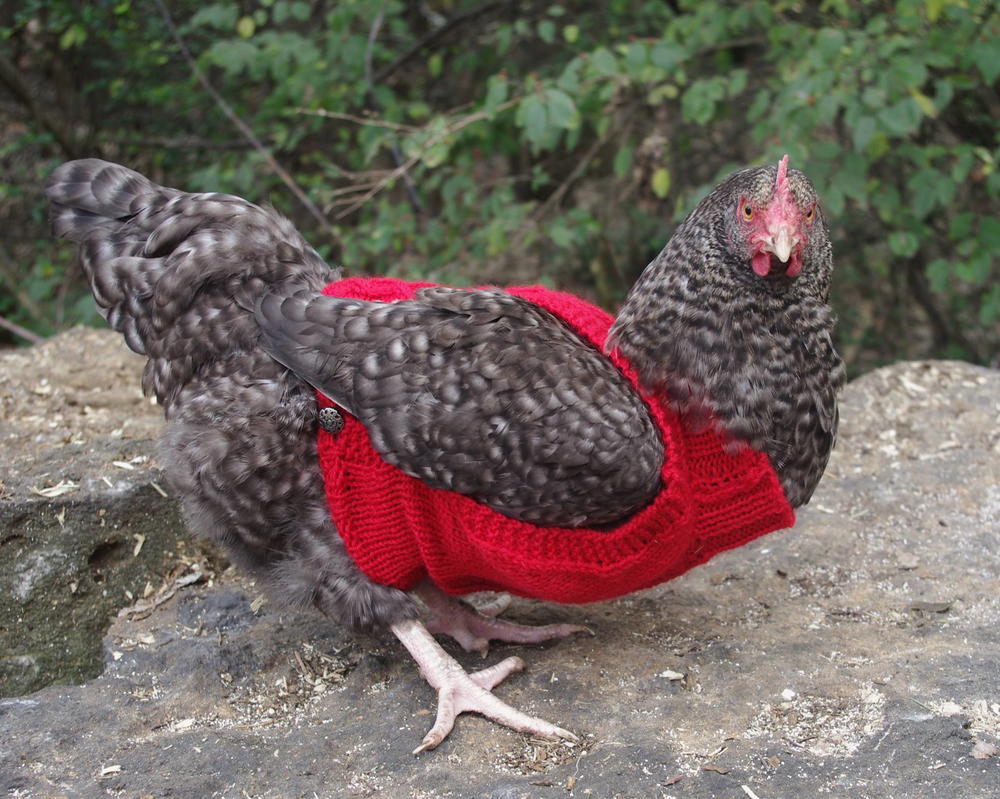 Two women knit sweaters for chickens knit tops