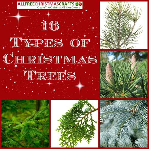 16 Types of Christmas Trees Christmas Tree Different Types