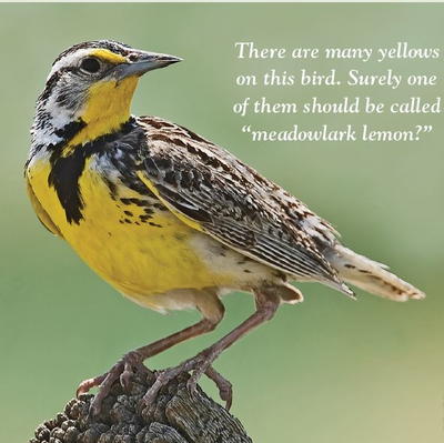 Western Meadowlark | wildfowl-carving.com