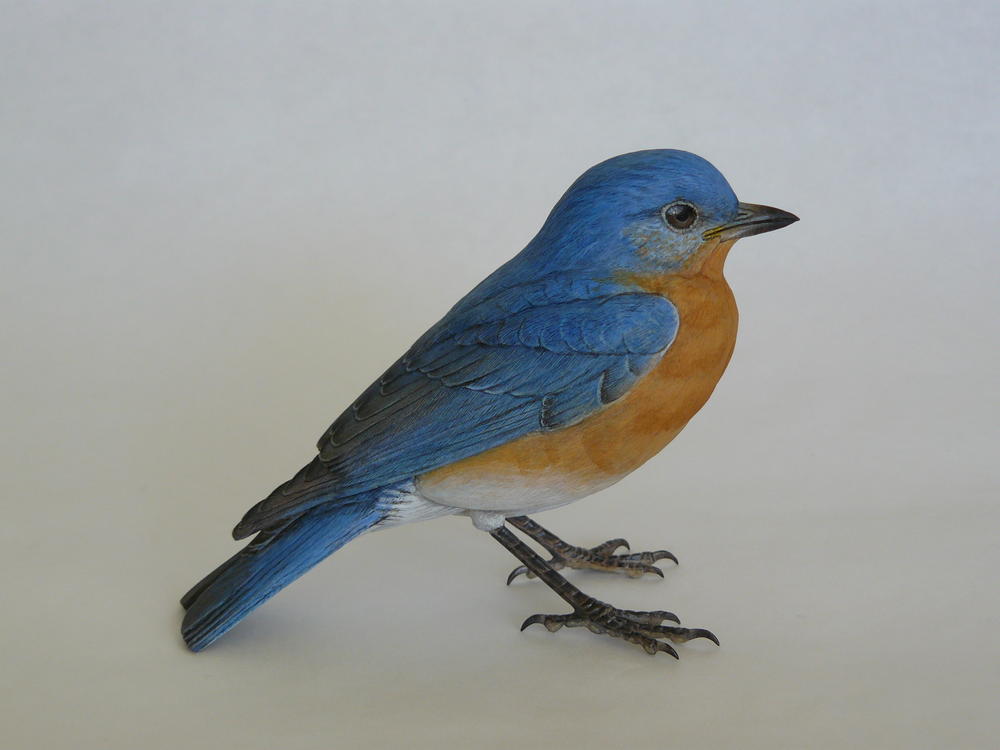 eastern bluebird part one wildfowl carvingcom