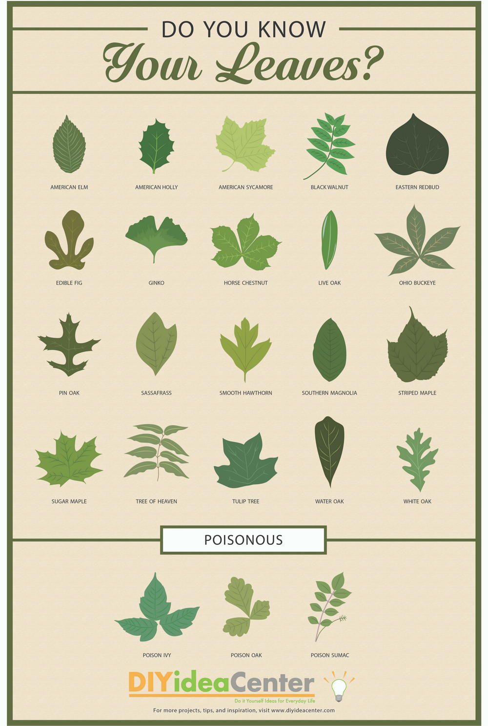 Leaf Identification Guide | DIYIdeaCenter.com