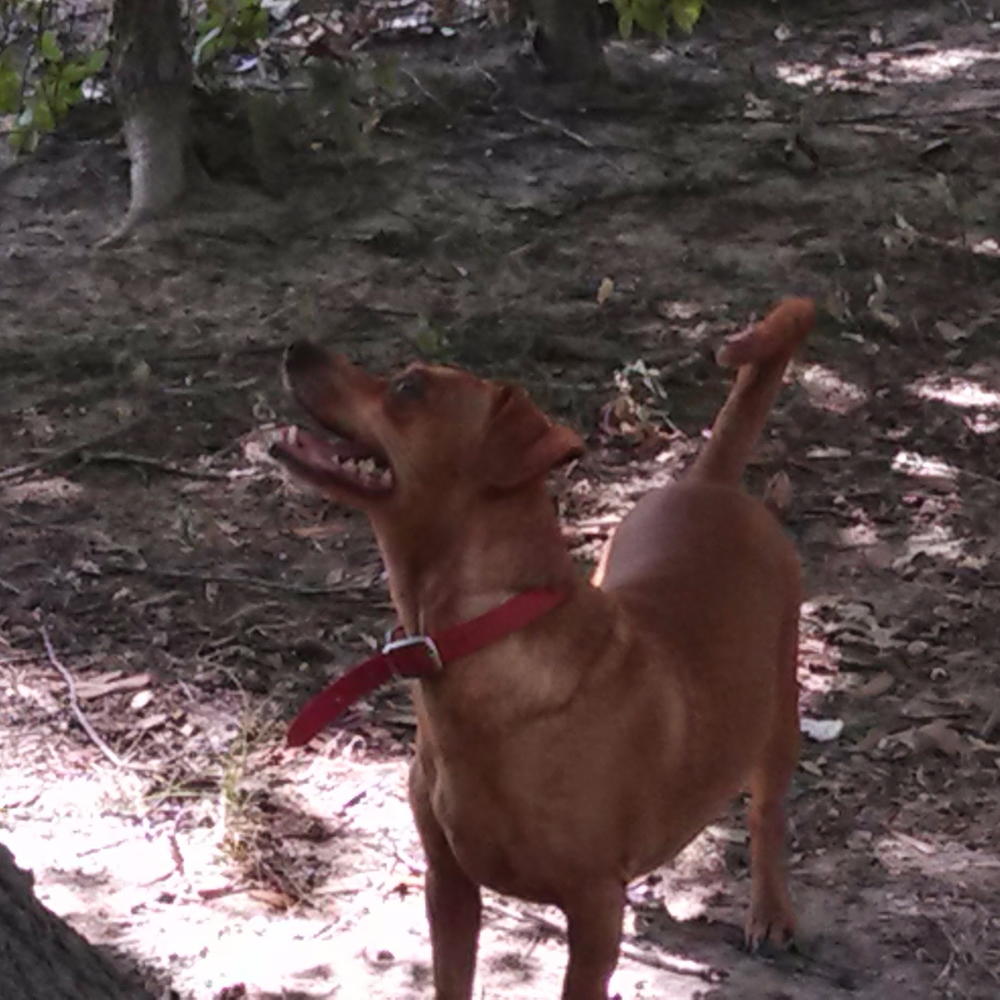 free loom knit dog sweater pattern