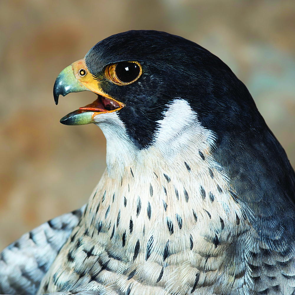 Peregrine Falcon Rhode Island Peregrine Falcon Rhode Island
