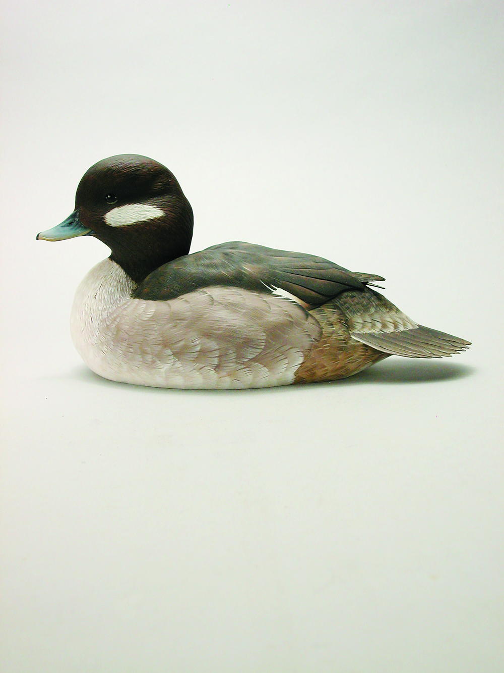 Bufflehead Hen Part 3