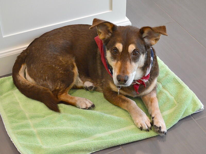 DIY Dog Cooling Mat | FaveCrafts.com