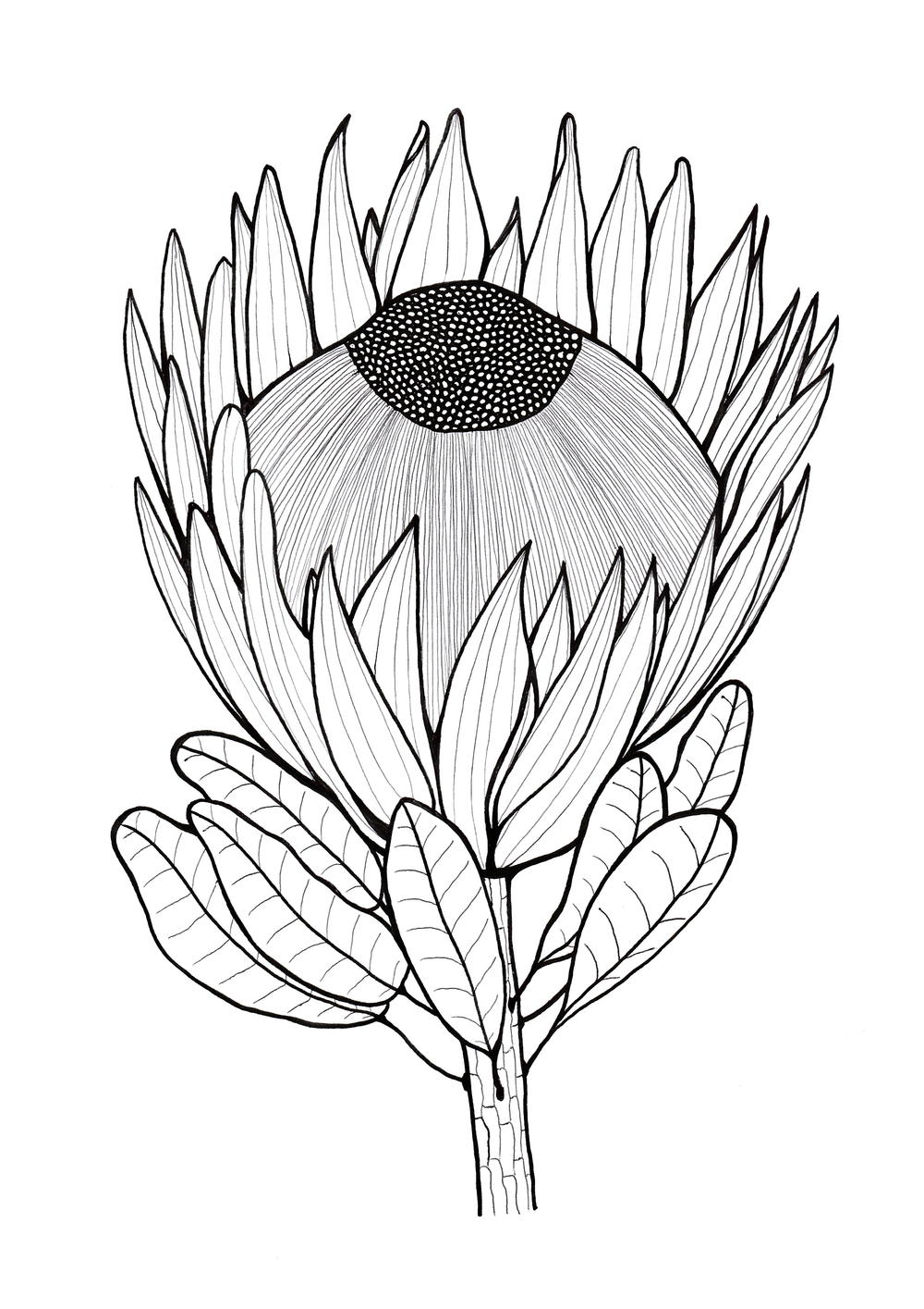 download coloring book wedding to Protea Flowers Color Glorious AllFreeHolidayCrafts.com download coloring book wedding to Protea Flowers Color Glorious AllFreeHolidayCrafts.com