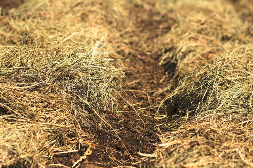 deep mulch gardening, how to deep-mulch your garden | diyideacenter, Design ideen